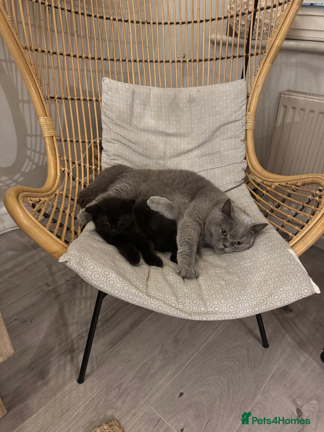 British Shorthair cats for sale: British Shorthair mix kitten needs a loving Rehome - Image 5