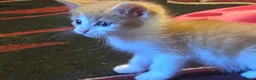 Mixed Breed cats for sale: 2 Beautiful Kittens - Advert 8