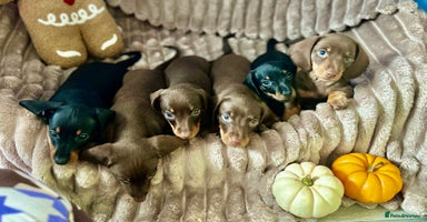Dachshund dogs - Advert 8