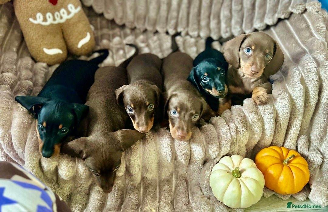 Dachshund dogs for sale: Dachshunds mini puppies   - Image 3