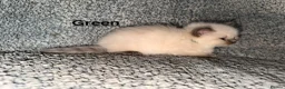 Ragdoll cats for sale: Purebred Blue Point & Blue Mitted ragdolls - Advert 21