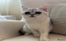 British Shorthair cats for sale: British shorthair chinchilla girl - Image 4
