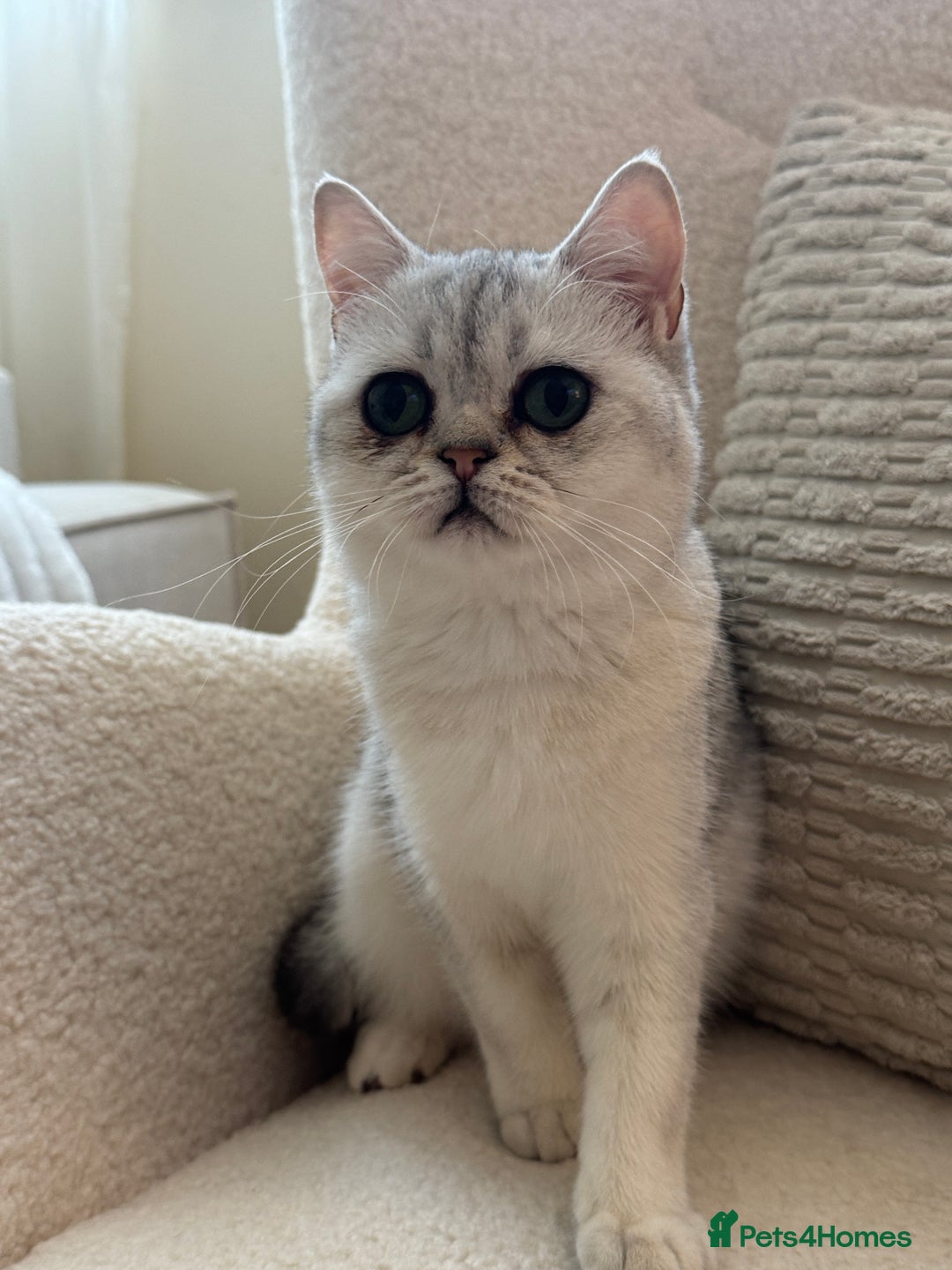 British Shorthair cats for sale: British shorthair chinchilla girl - Image 4