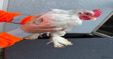 Chickens poultry - Advert 13