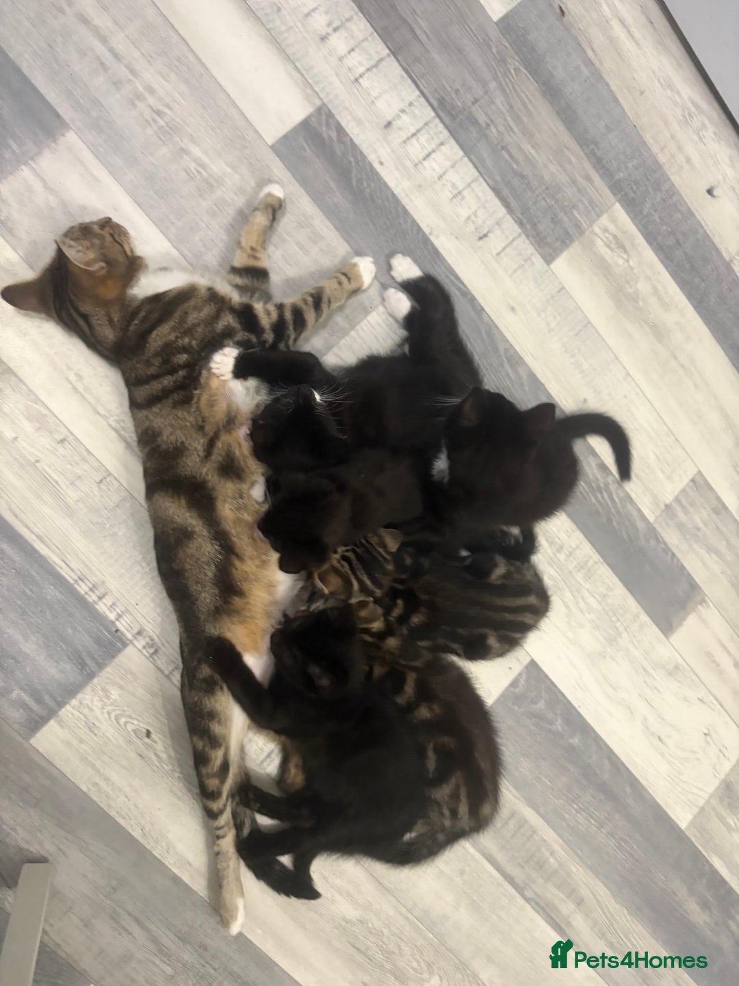 Mixed Breed cats for sale: 2 boys 1 girl  - Image 10