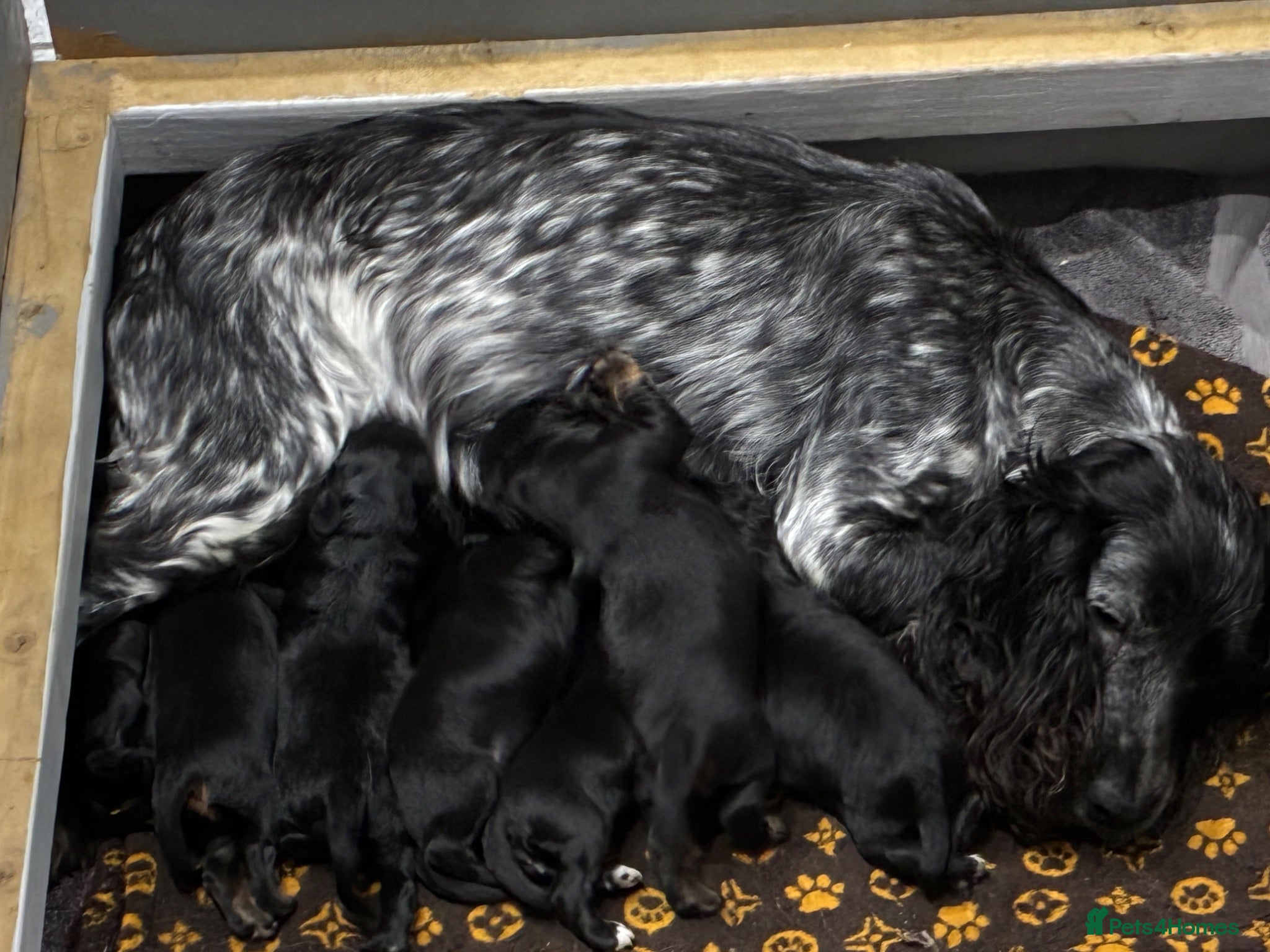 Cocker Spaniel dogs Cocker spaniel pups - Advert 1
