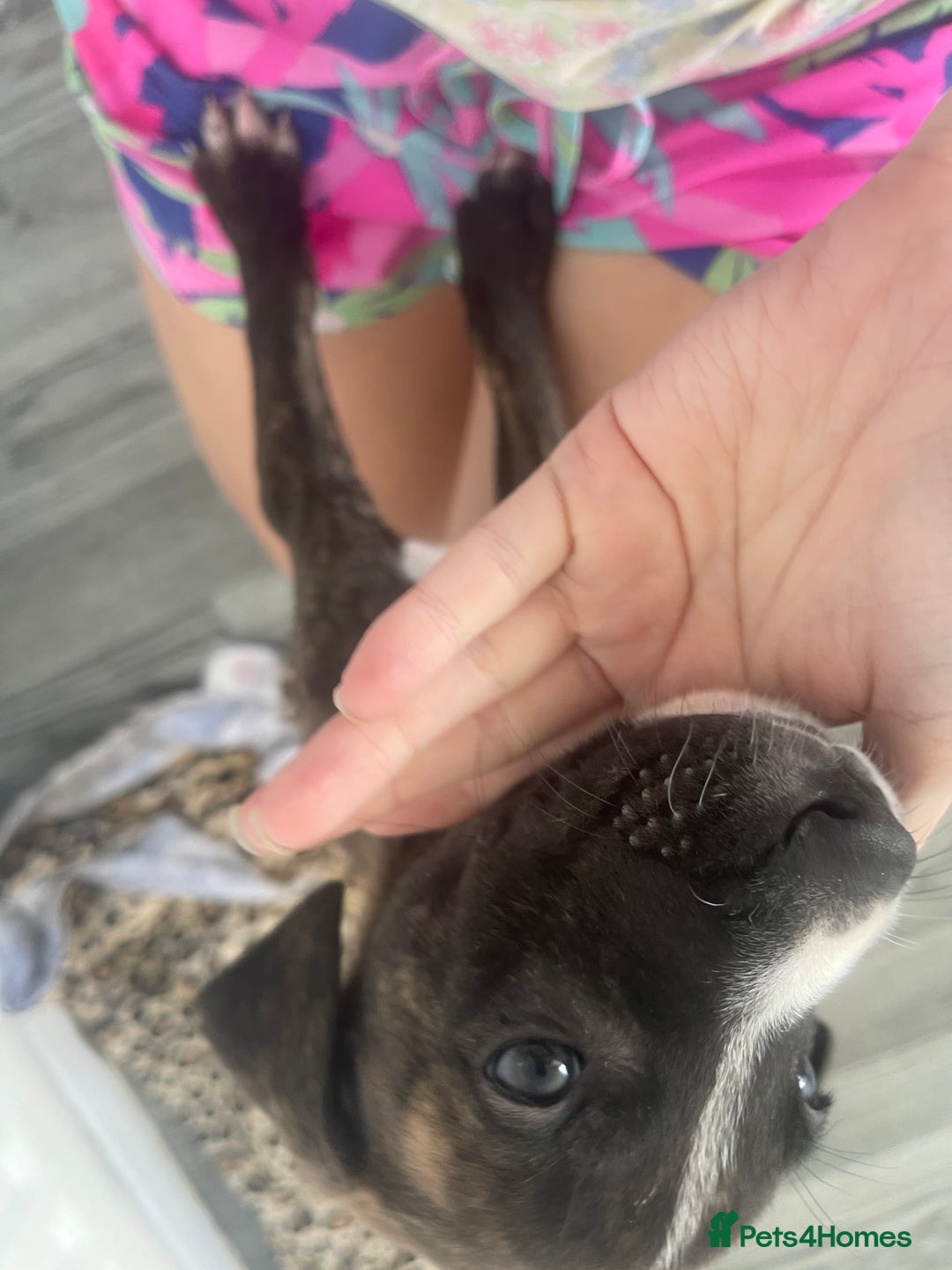 Mixed Breed dogs for sale: Hunter  - Advert 5