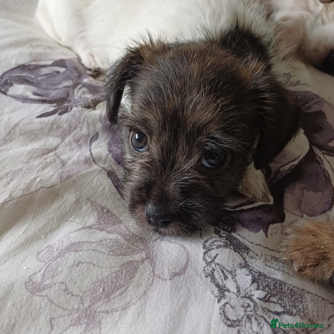Mixed Breed dogs for sale: 3 beautiful malshi x jack russell cross puppies - Advert 4