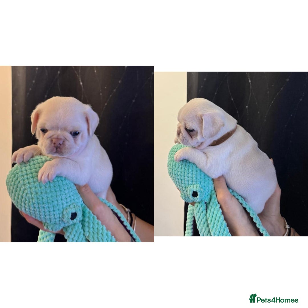 Pug dogs for sale: beautiful rare colour pug puppies - Advert 3