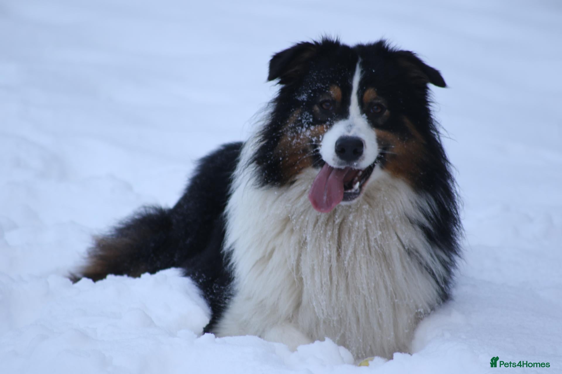 Australian Shepherd dogs Australian Shepherd Puppies - Advert 18