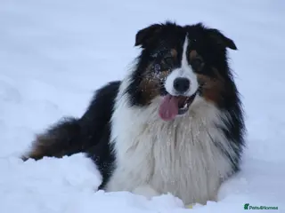 Australian Shepherd dogs Australian Shepherd Puppies - Advert 18