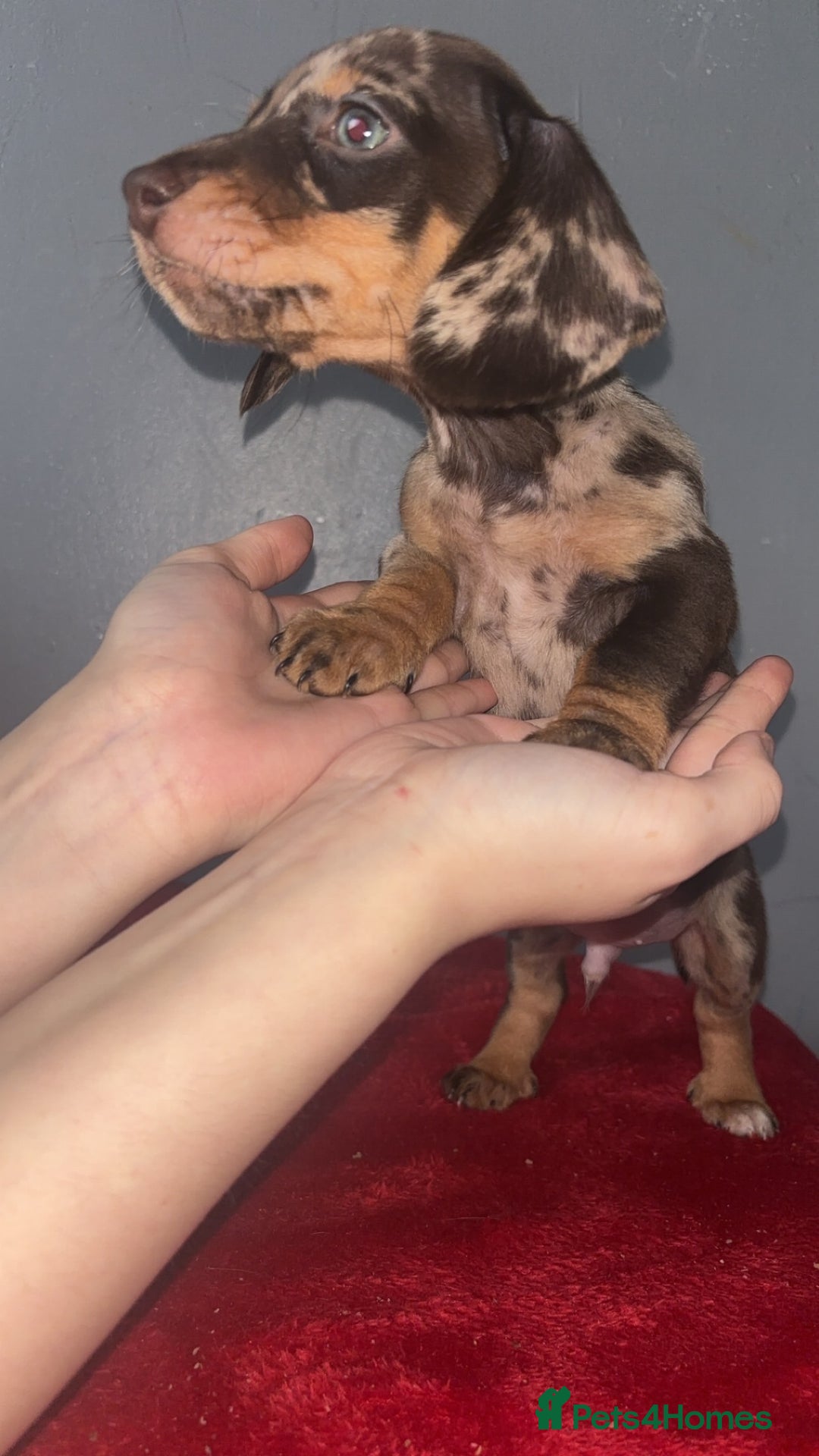Dachshund dogs for sale: Miniature dachshund puppies for sale  - Advert 7