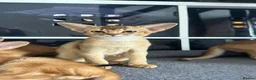 Abyssinian cats for sale: TICA Abyssinian kittens  - Advert 2