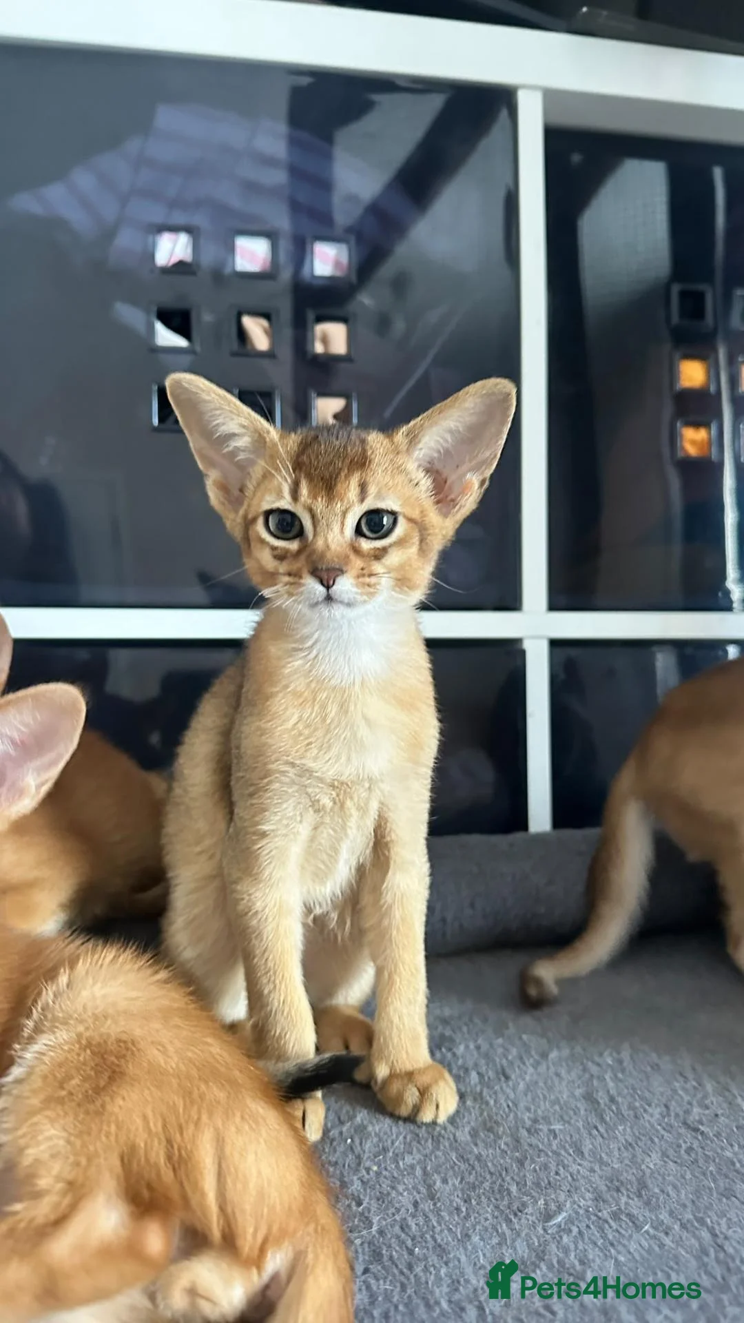 Abyssinian cats for sale: TICA Abyssinian kittens  - Advert 2
