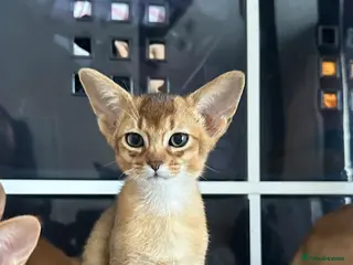 Abyssinian cats TICA Abyssinian kittens - Advert 6