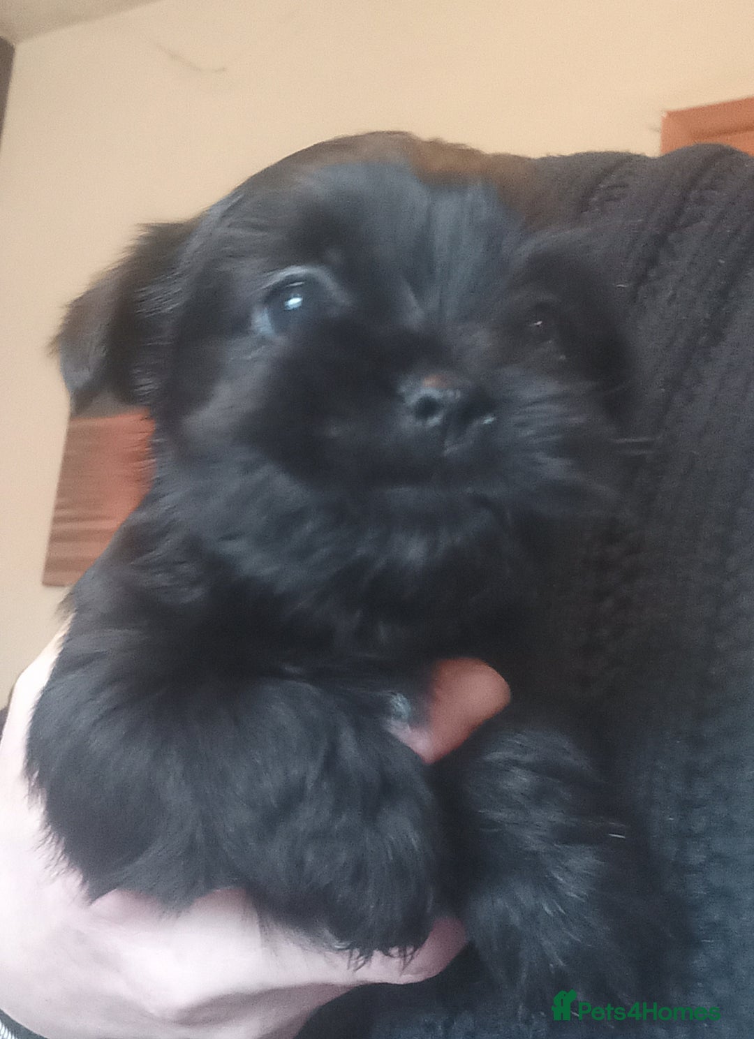 Shorkie dogs for sale: Beautiful shorkie babies  - Advert 22