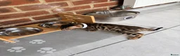 Bengal cats for sale: Quality kittens Bengal for sale in Harrow - Advert 6