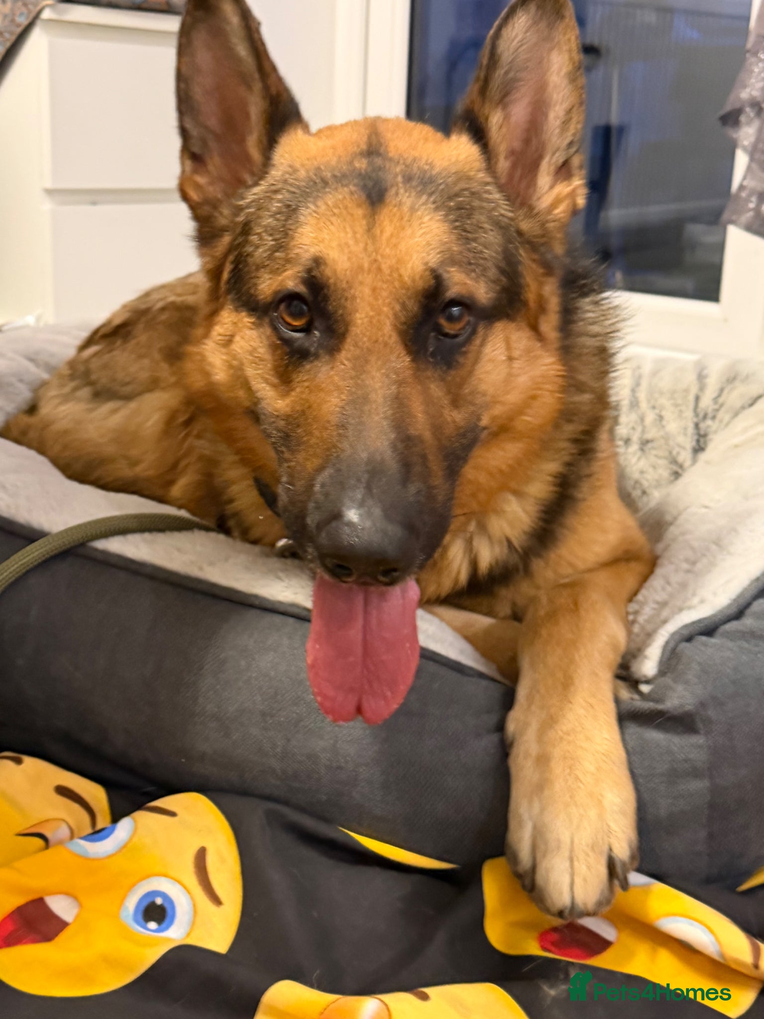 German Shepherd dogs German Shepherd  - Advert 1