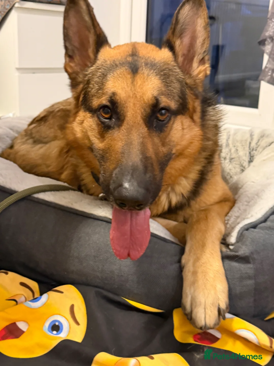 German Shepherd dogs for sale: German Shepherd  in Rotherham - Advert 1