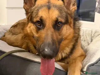 German Shepherd dogs German Shepherd - Advert 1