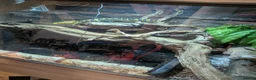 Monitor reptiles for sale: Cumingi water monitor in Barnsley - Advert 4