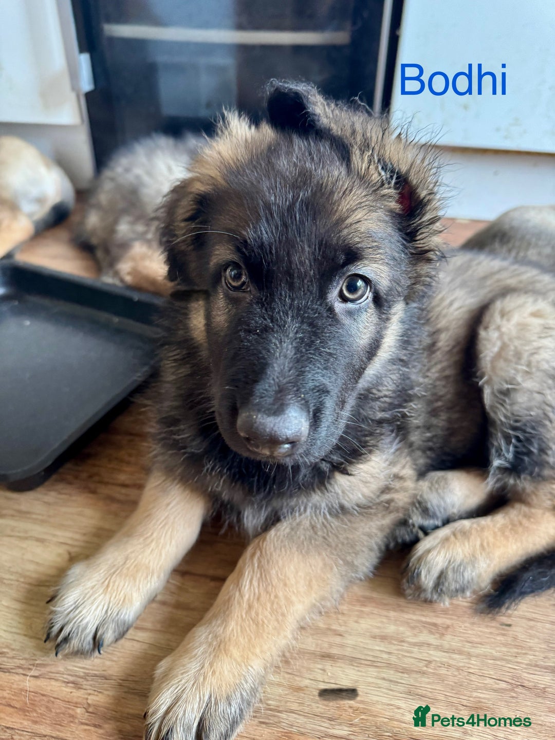 Mixed Breed dogs for sale: Beautiful Inca & handsome Nanuq PUPDATE x5 - Image 33