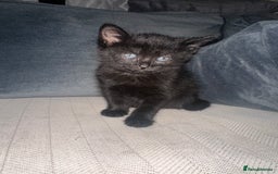 Mixed Breed cats for sale: Black and white kittens looking for loving home  - Image 6