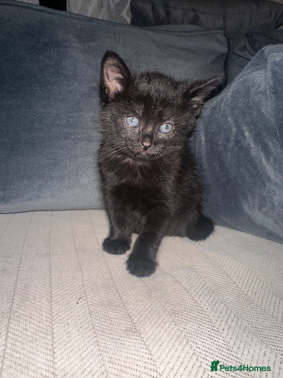 Mixed Breed cats for sale: Black and white kittens looking for loving home  - Image 6