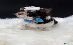 Yorkshire Terrier dogs for sale:  Ready to go Exotic Colourful Yorkshire Terriers - Advert 14