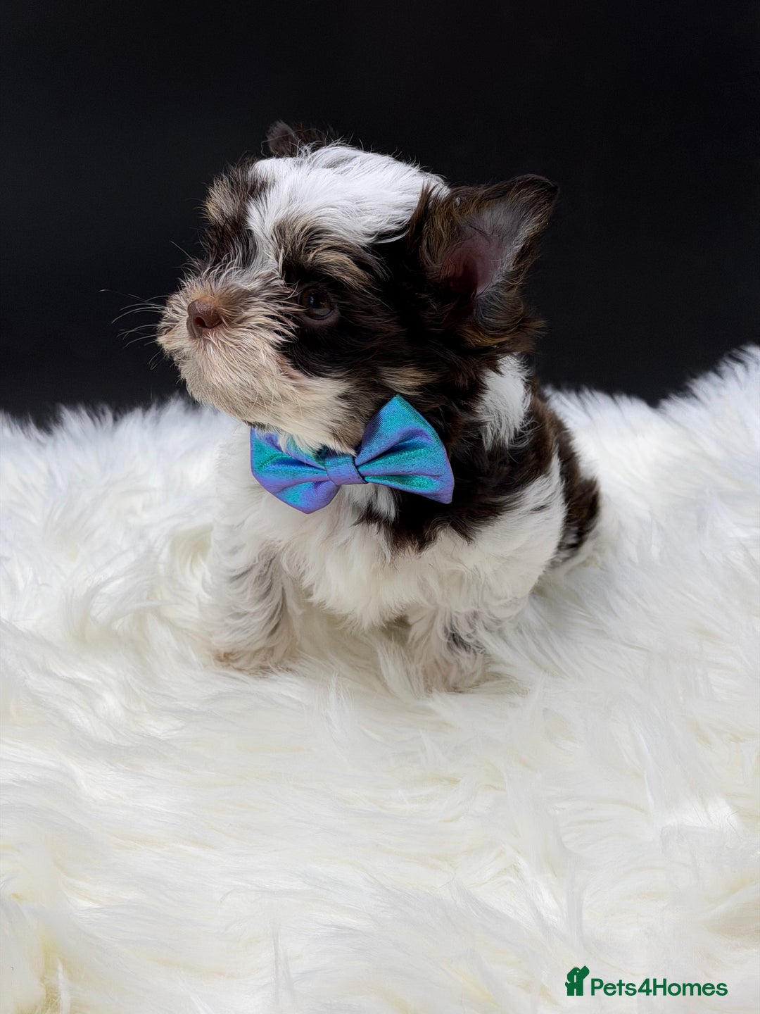 Yorkshire Terrier dogs for sale:  Ready to go Exotic Colourful Yorkshire Terriers - Advert 14