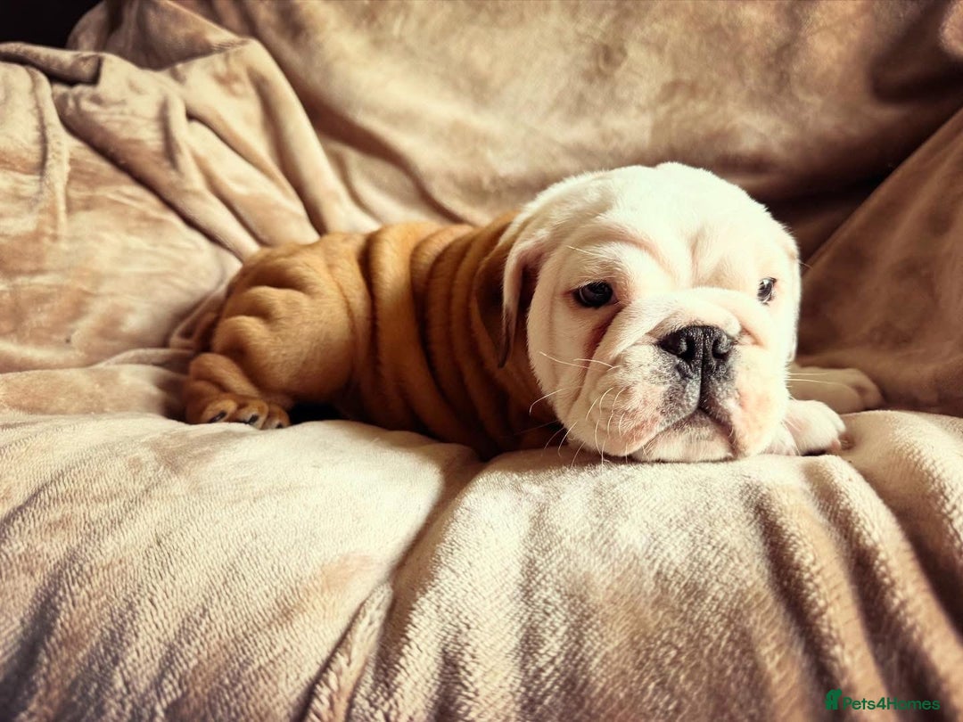 English Bulldog dogs for sale: Quality Ruakuri British standard bulldog - Image 9