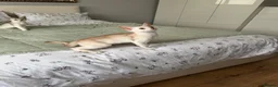 Abyssinian cats for sale: Silver Abyssinian kittens  - Advert 19