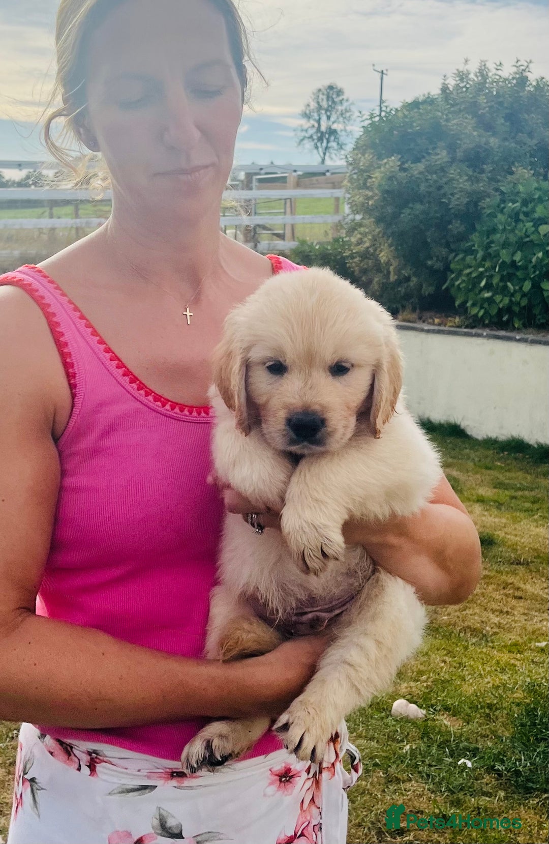 Golden Retriever dogs for sale: Fully health tested parents - Image 17