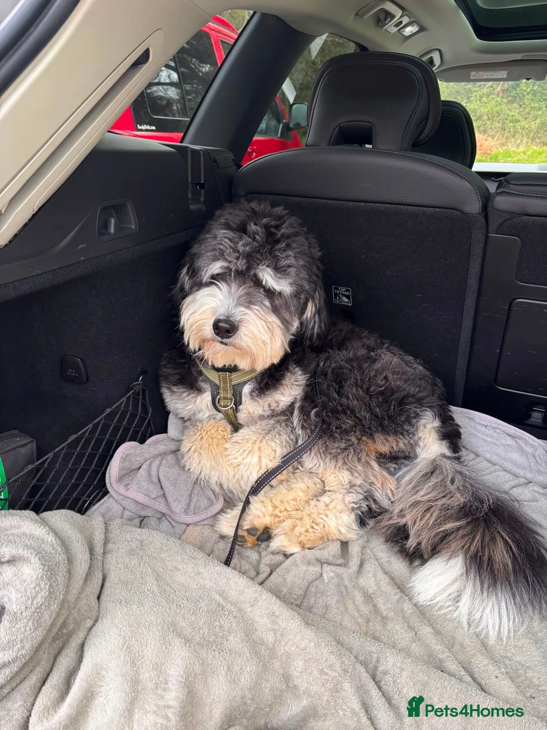 Bernedoodle dogs for sale: 15 month old male Miniature Bernedoodle - Advert 2