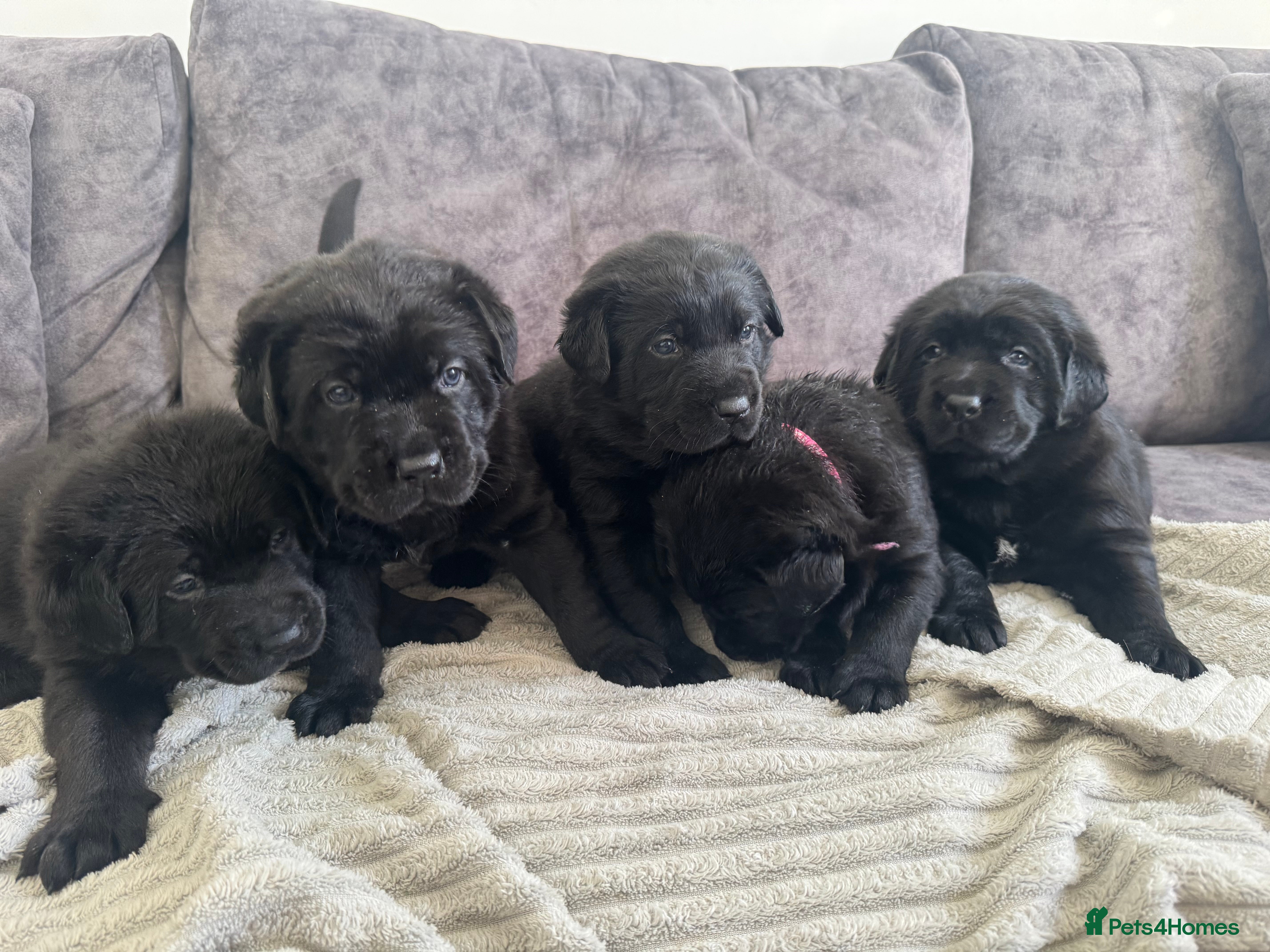Labrador Retriever dogs KC Registered Black Chunky Labradors  - Advert 1