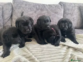 Labrador Retriever dogs KC Registered Black Chunky Labradors - Advert 1