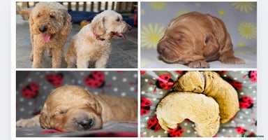 Mini Goldendoodle dogs - Advert 8