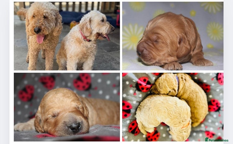 Mini Goldendoodle dogs - Advert 1