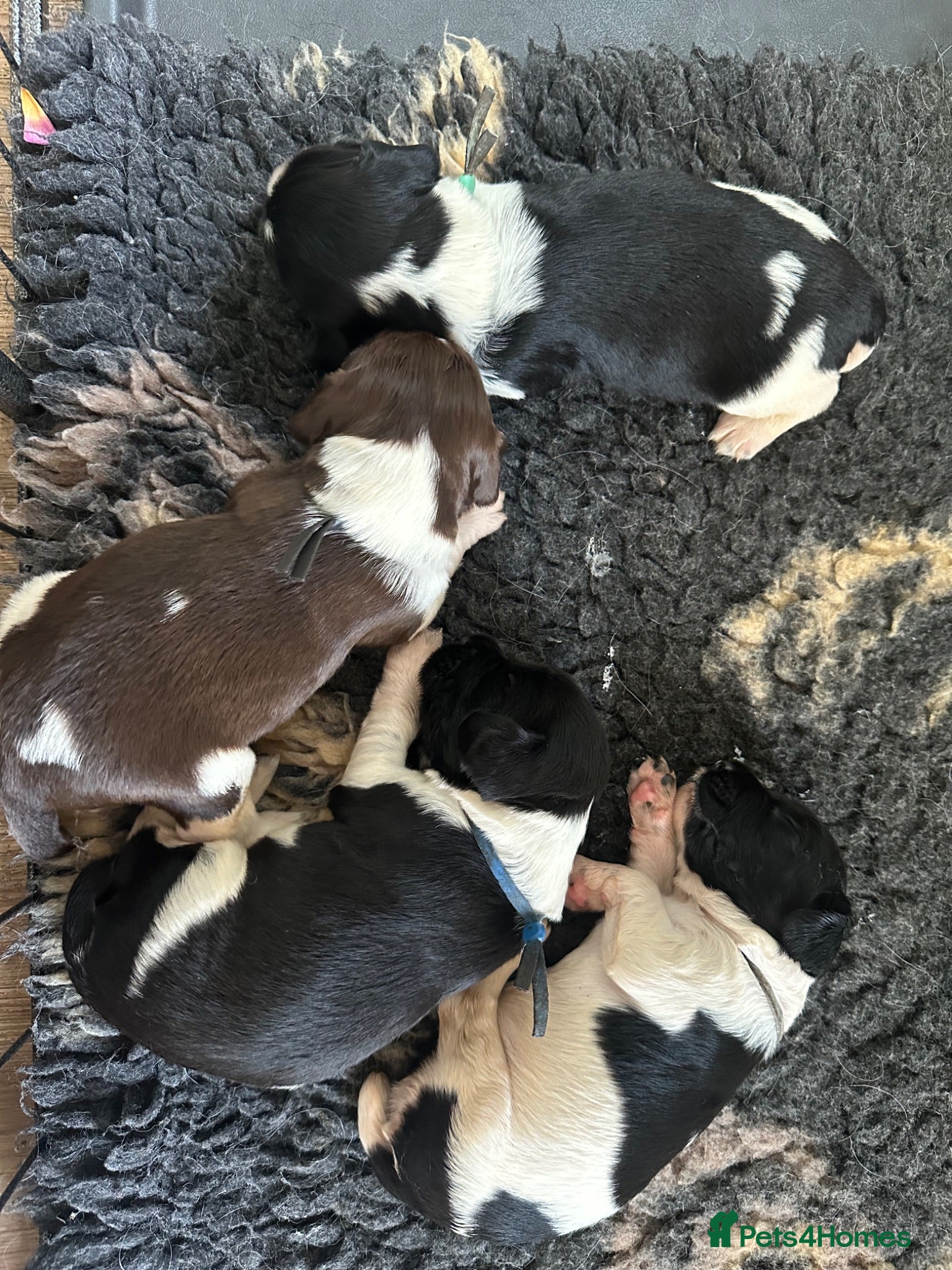 English Springer Spaniel dogs Beautiful KC registered heavily marked springers - Advert 1