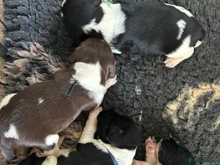 English Springer Spaniel dogs Beautiful KC registered heavily marked springers - Advert 6