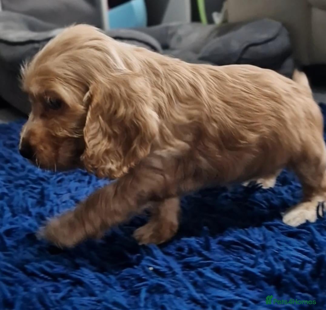 Cocker Spaniel dogs 1 Girl Left - Show Type Cocker Spaniels - Advert 8