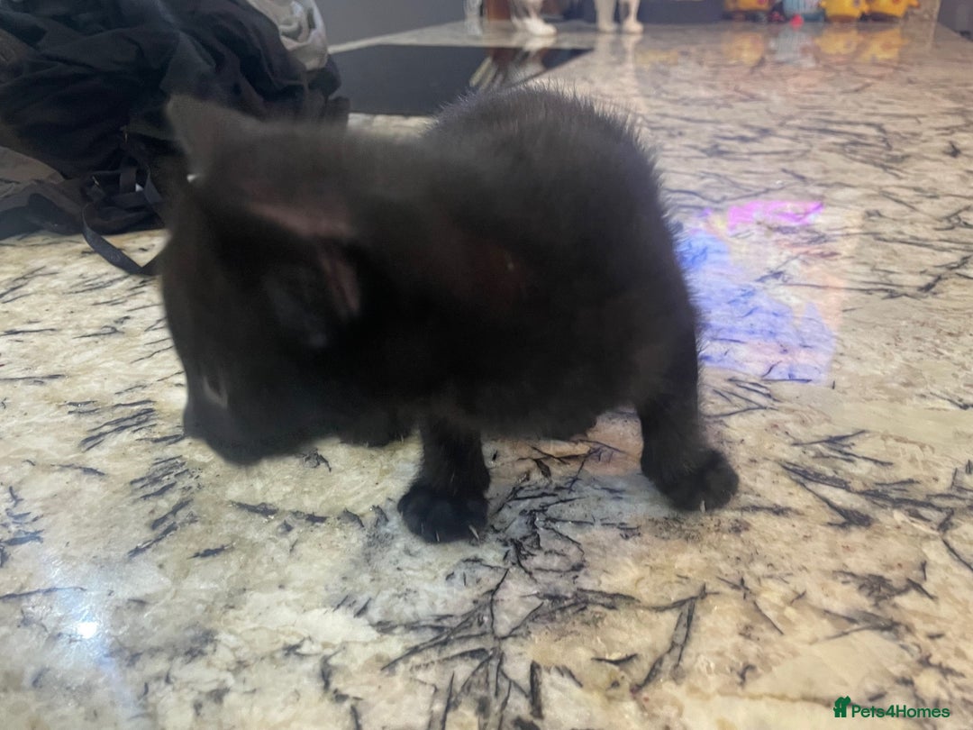 British Shorthair cats for sale: 2 Gorgous Black Kittens 1 Male 1 Female - Image 5