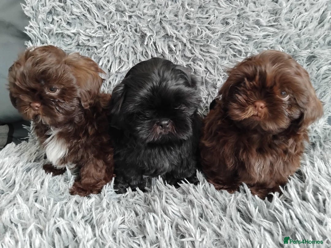 Shih Tzu dogs for sale: Beautiful shih tzu babies  - Advert 16