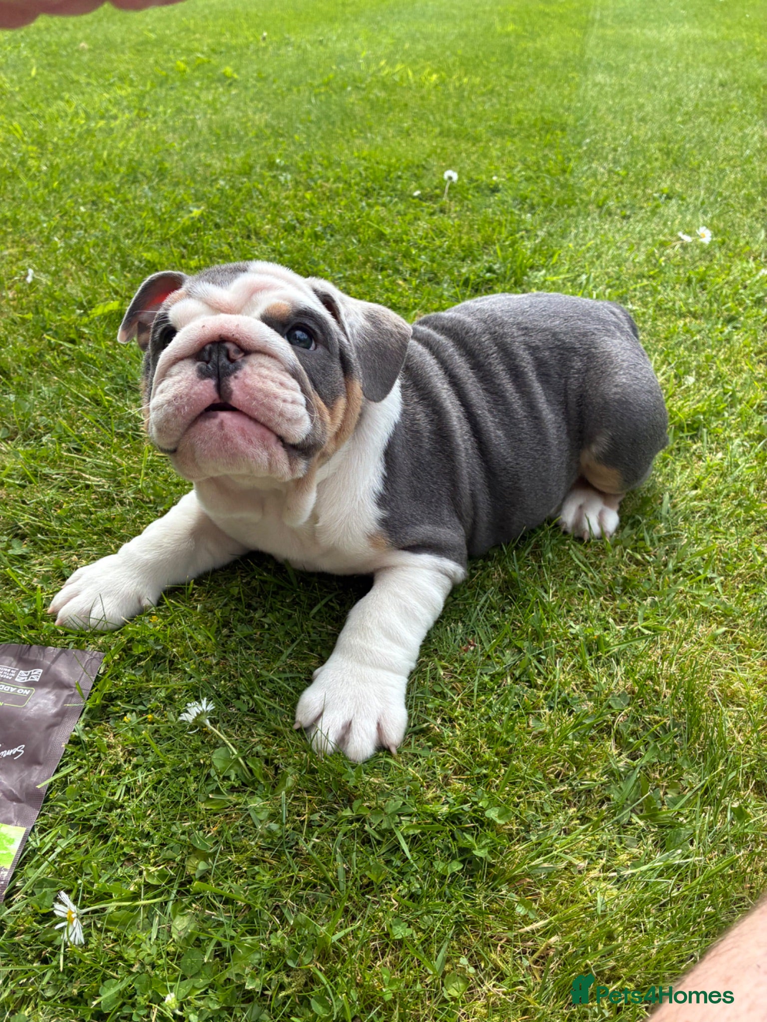 English Bulldog dogs English bulldog puppy  - Advert 4