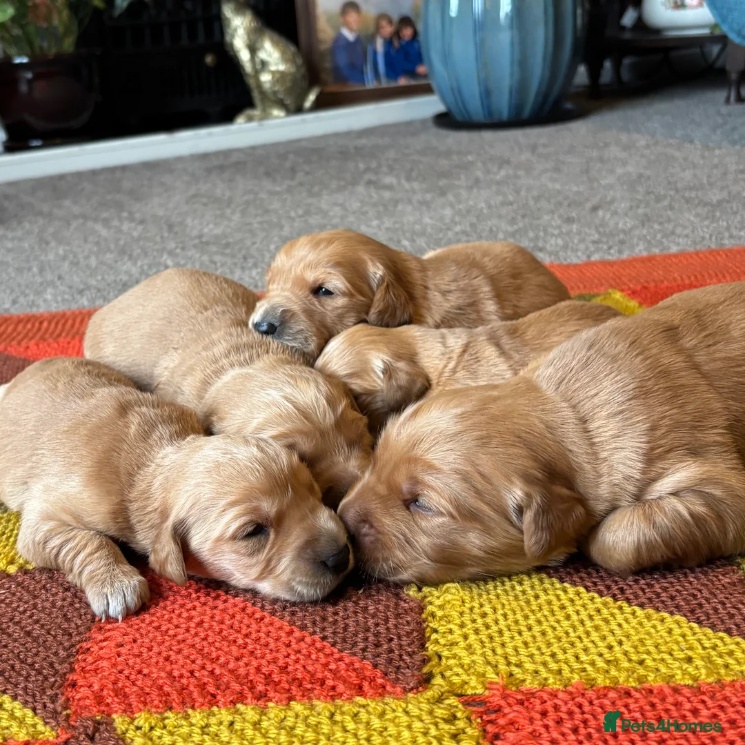 Golden Retriever dogs for sale: FOX RED PUPPIES Golden Retriever KC REG - Advert 26