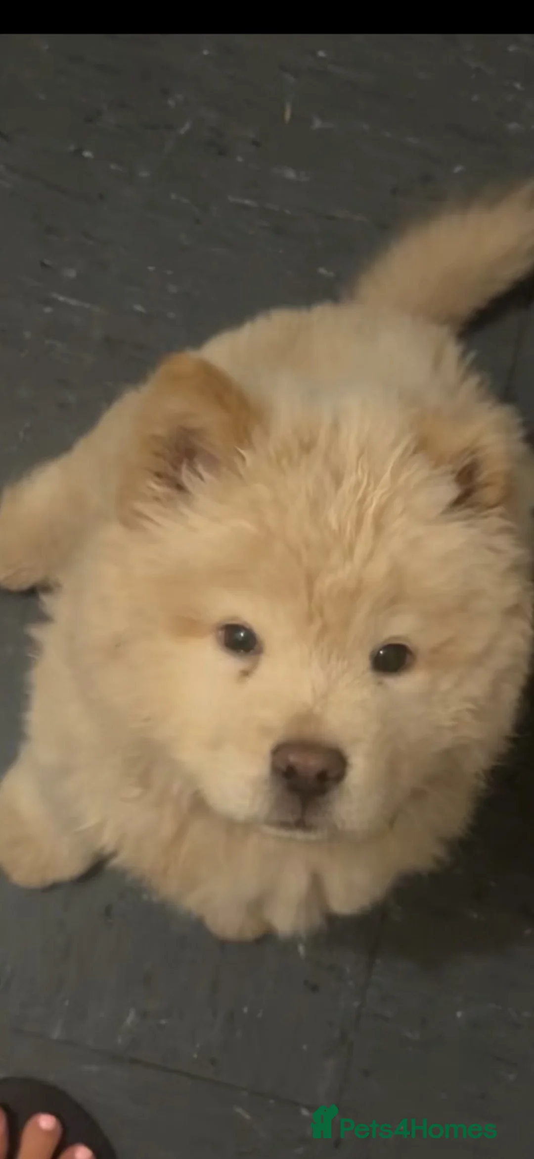 Chow Chow dogs for sale: Chow chow puppy in Newcastle upon Tyne - Advert 4