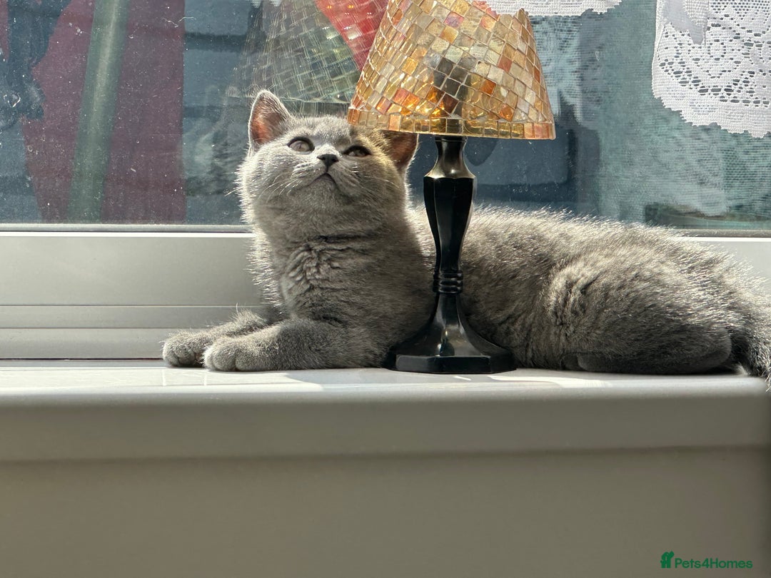 British Shorthair cats for sale: Only 1 kitten left British short hair in Hull - Image 3
