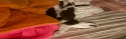 Mixed Breed cats for sale: Beautiful black-white male kitten, 3 months old in Minehead - Advert 5
