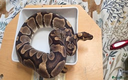 Python Snake reptiles for sale: 3 adult Royal pythons and 4' vivariums  - Image 9