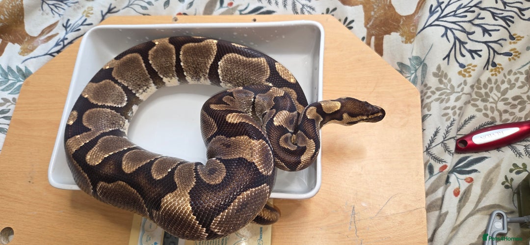 Python Snake reptiles for sale: 3 adult Royal pythons and 4' vivariums  - Image 9